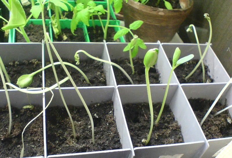 Технология выращивания арбуза Огонек