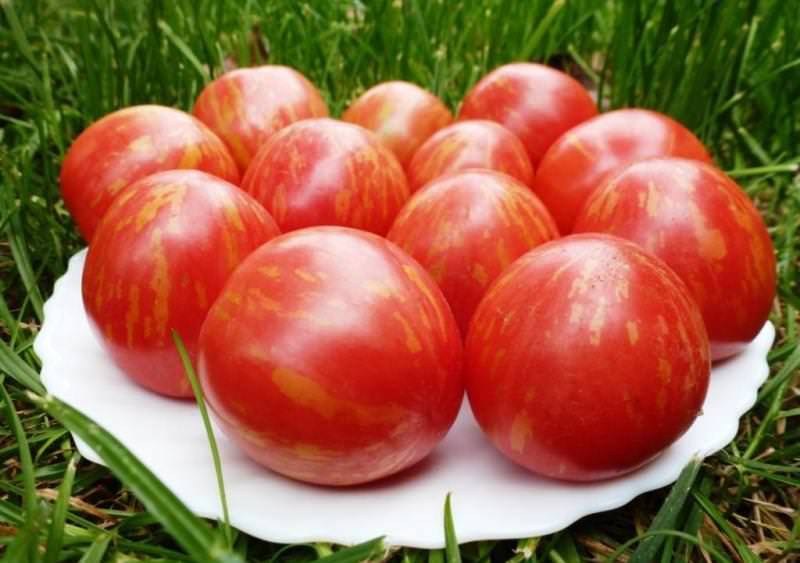 Вкусные болгарские помидоры: характеристики и достоинства