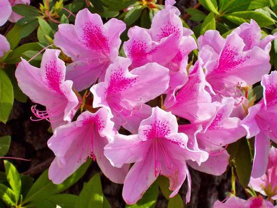 Азалия: экзотика и колорит южного цветка дома