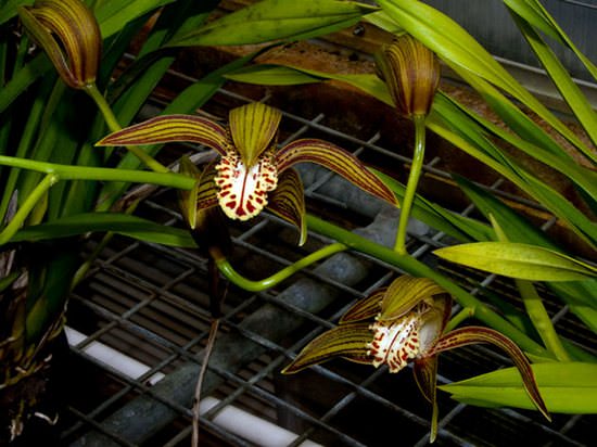Орхидея цимбидиум (cymbidium): особенности выращивания в домашних условиях