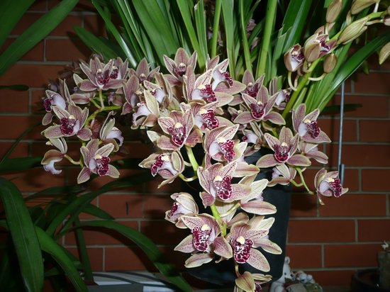 Орхидея цимбидиум (cymbidium): особенности выращивания в домашних условиях