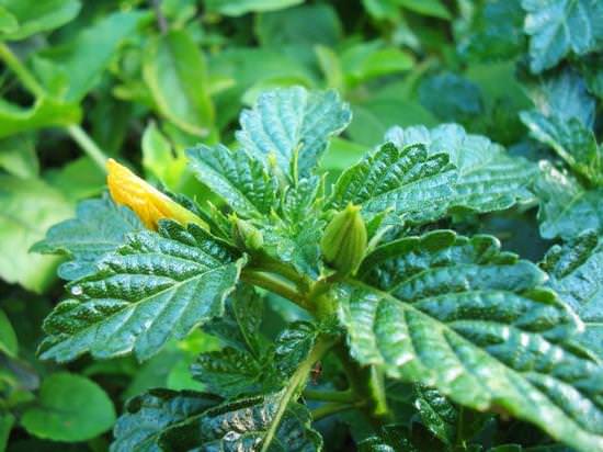 Целебные свойства растения дамиана и его грамотное применение в лечении