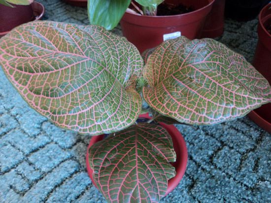 Тропическая фиттония: выращиваем экзотическую красавицу у себя дома