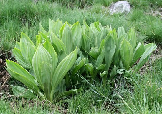 Горечавка желтая (генциана): лечебные свойства и применение травы в народной медицине