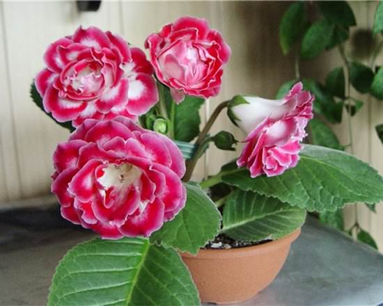 Цветут и пахнут: подбираем композицию цветочных ароматов дома и на даче