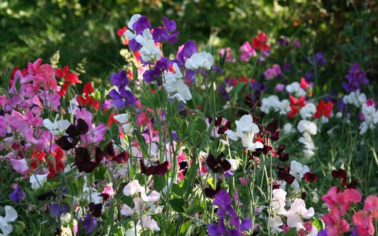 Цветут и пахнут: подбираем композицию цветочных ароматов дома и на даче