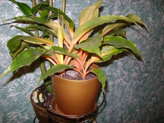Секреты ухода за хлорофитумом в домашних условиях и описание видов растения