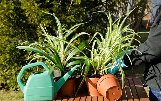 Секреты ухода за хлорофитумом в домашних условиях и описание видов растения