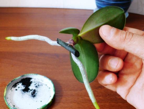 Как правильно пересадить орхидею: оптимальные сроки и технология