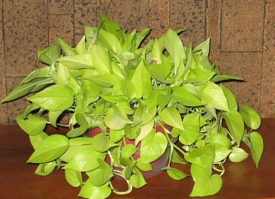 Тропики у себя дома: выращиваем комнатную лиану сциндаптус
