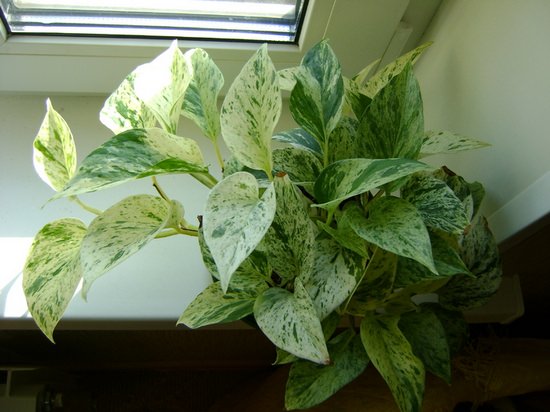 Тропики у себя дома: выращиваем комнатную лиану сциндаптус