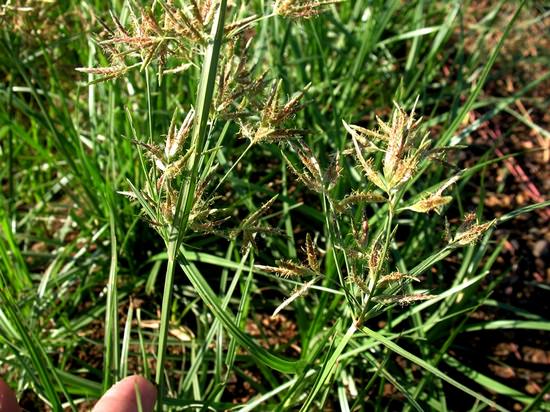 Лечебные свойства и применение сыти - ореховой травы