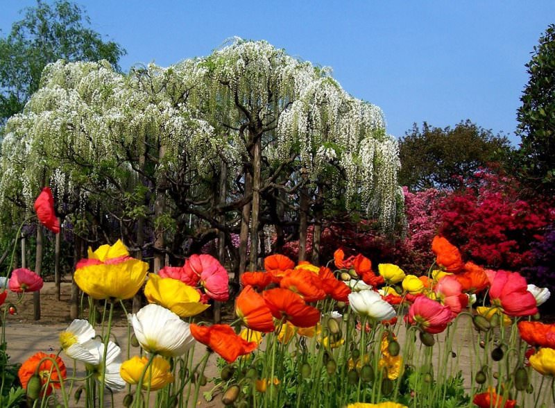 Цветы и растения для солнечных мест сада: рекомендации по выбору