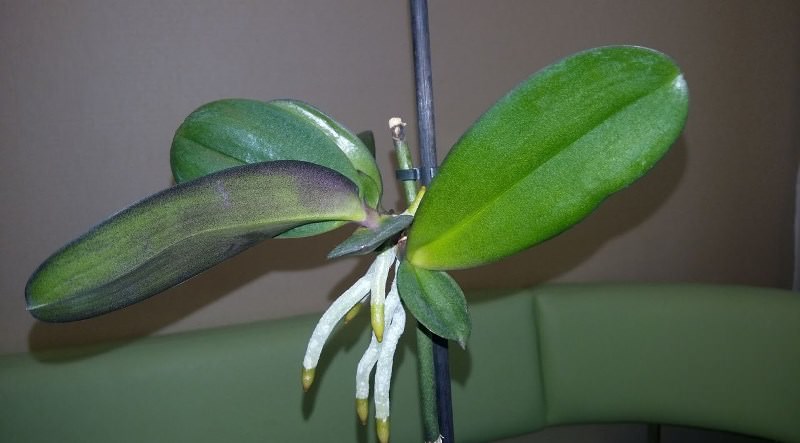 Как получить детку от орхидеи в домашних условиях