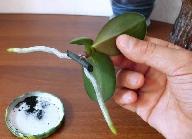 Как правильно отделить детку от орхидеи и посадить ее