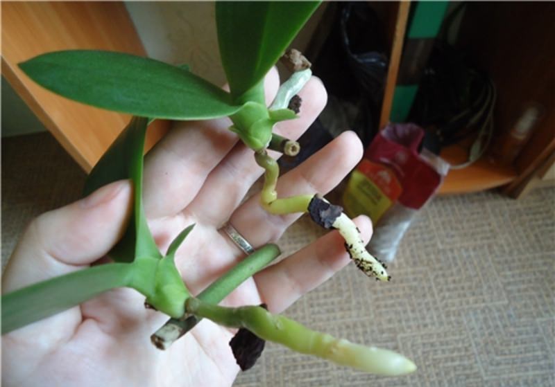 Как получить детку от орхидеи в домашних условиях