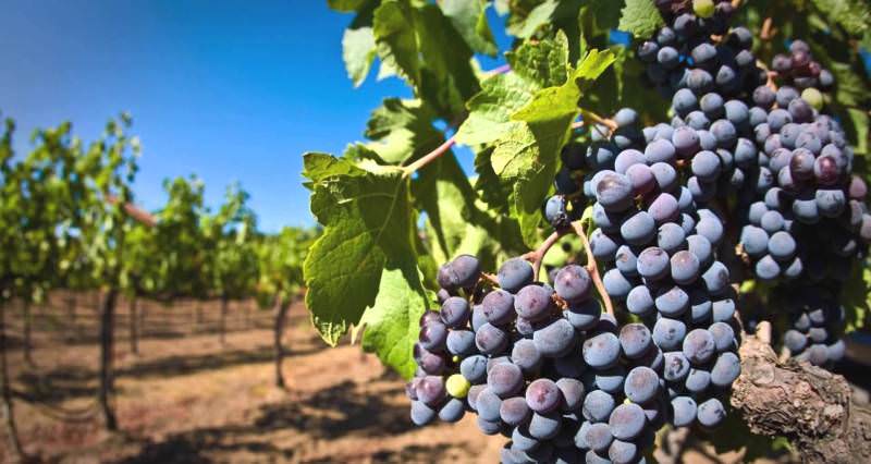 Уход за виноградом осенью: подкормка и обрезка на зиму