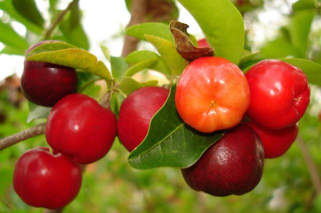 Барбадосская вишня: использование ацеролы в кулинарии и медицине