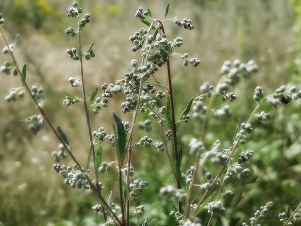 Цитварное семя полыни: полезные свойства и применение травы