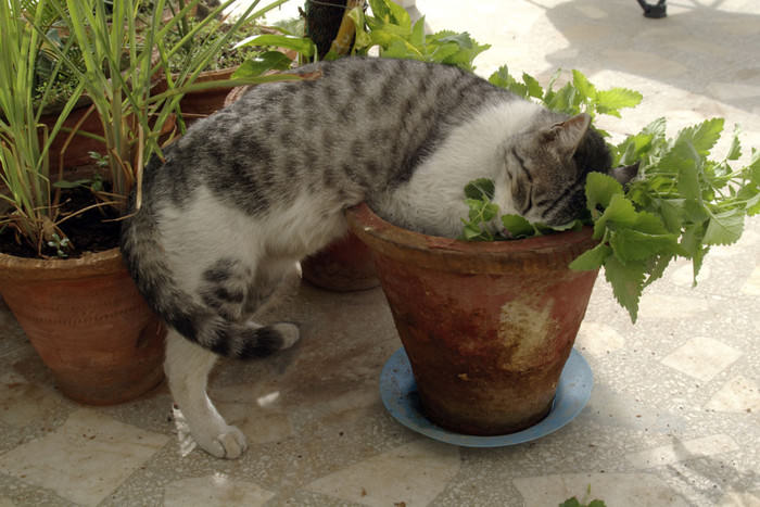 Котовник лимонный (кошачья мята): описание и применение травы