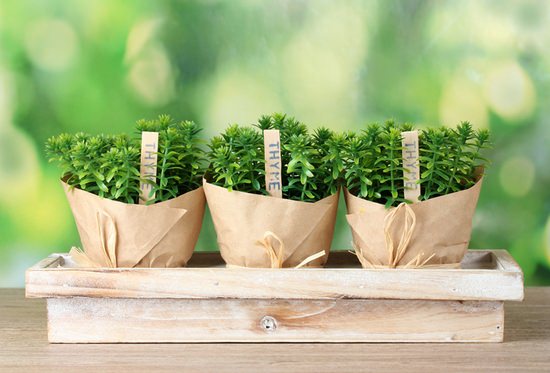 Как вырастить ароматный тимьян в домашних условиях и в саду