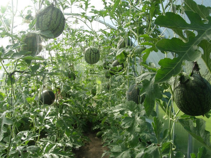 Выращивание арбузов в Подмосковье в теплице и в открытом грунте