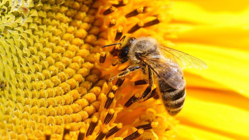 Домашняя пасека: как пчелы делают мед