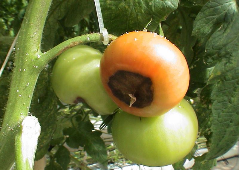 Распространенные болезни помидоров в теплице, их проявления и лечение