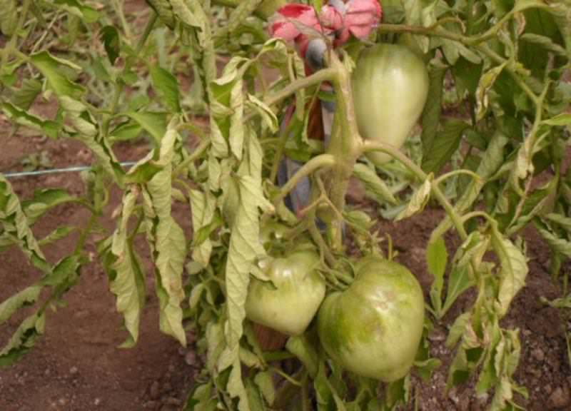 Известные болезни и вредители томатов, меры профилактики