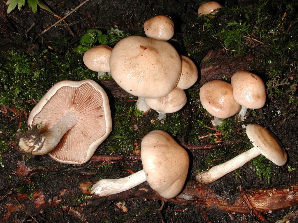 сухие грибы способ приготовления