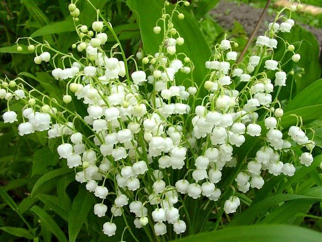 Растения с белыми цветами: от почвопокровных до высоких деревьев