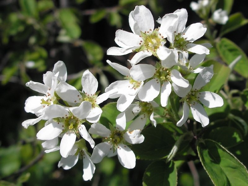Растения с белыми цветами: от почвопокровных до высоких деревьев