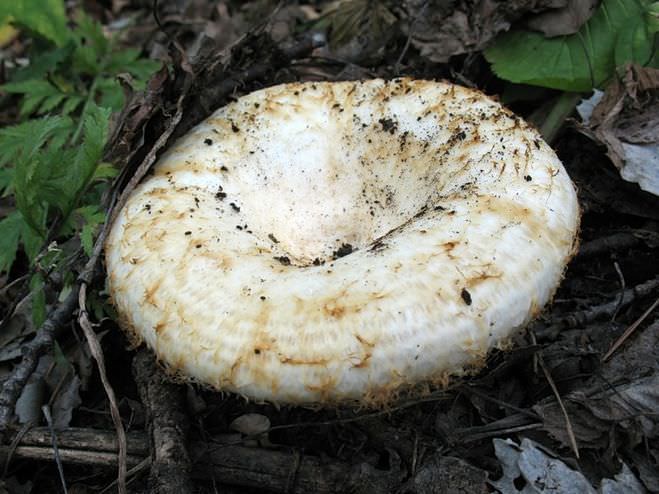 Виды грибов и грибные места Башкирии