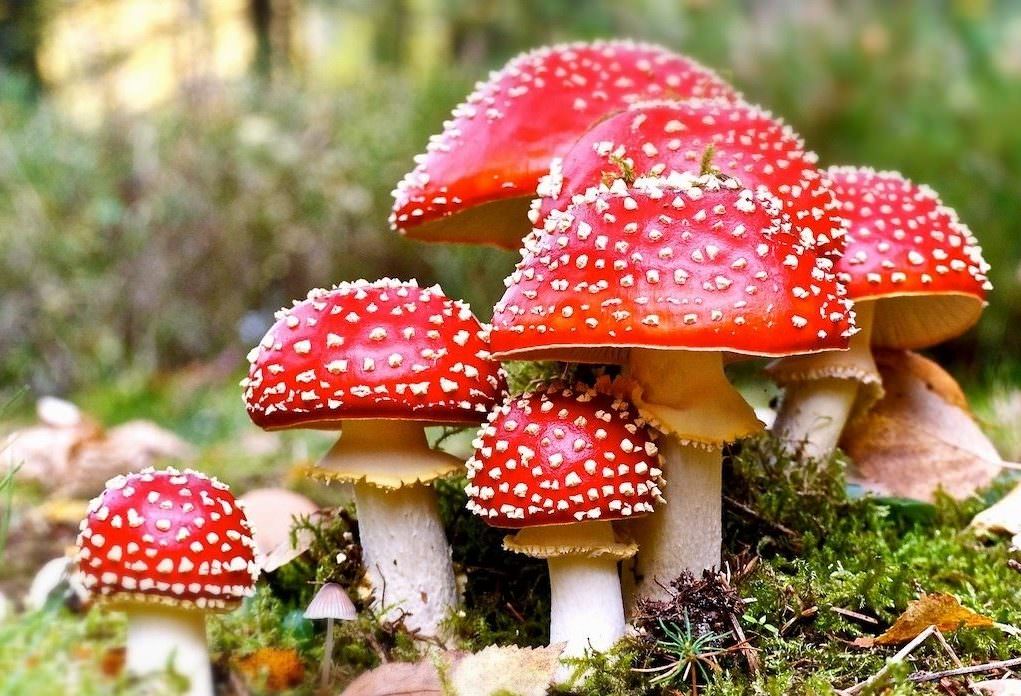 Съедобные и несъедобные грибы Краснодарского края