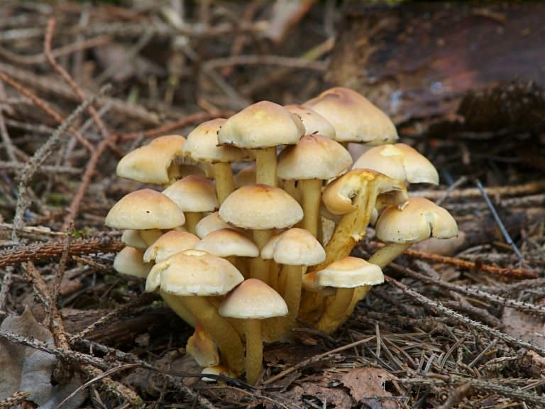 какие грибы появились сейчас в красноярске