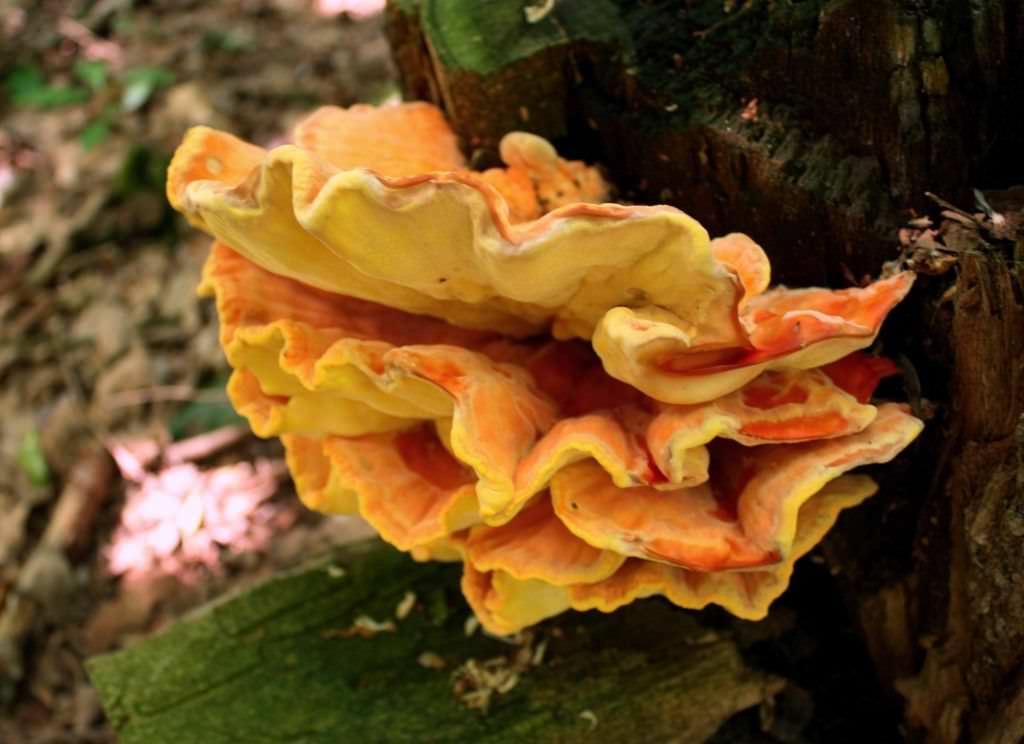 Съедобные, несъедобные и ядовитые грибы, растущие на дереве