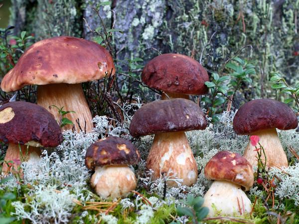 Съедобные и ядовитые грибы Ростовской области