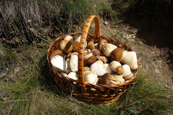 Съедобные и ядовитые грибы Ростовской области