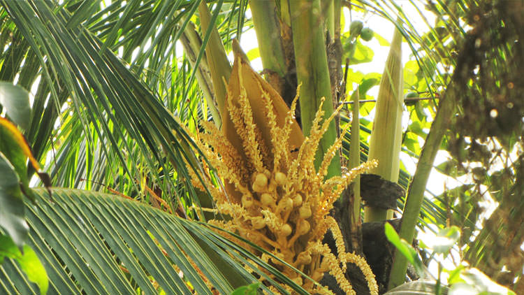 О пользе и применении кокосового ореха