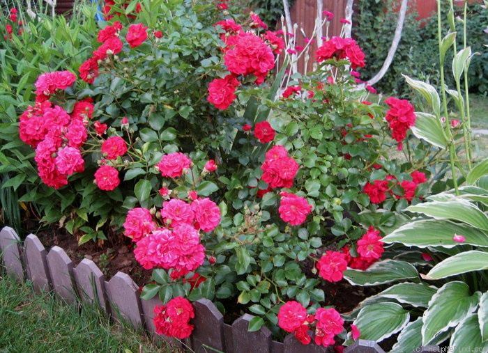Выращиваем почвопокровные розы в своем цветнике