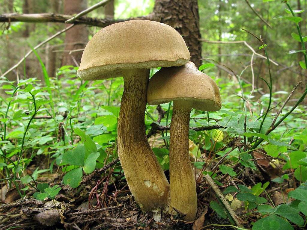 Грибнику на заметку: как распознать польский гриб, и чем он полезен