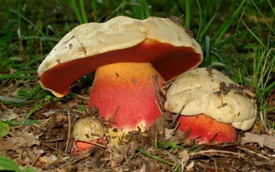Грибнику на заметку: как распознать польский гриб, и чем он полезен