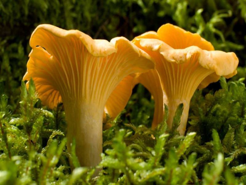 Все, что нужно знать о грибах паразитах и сапрофитах