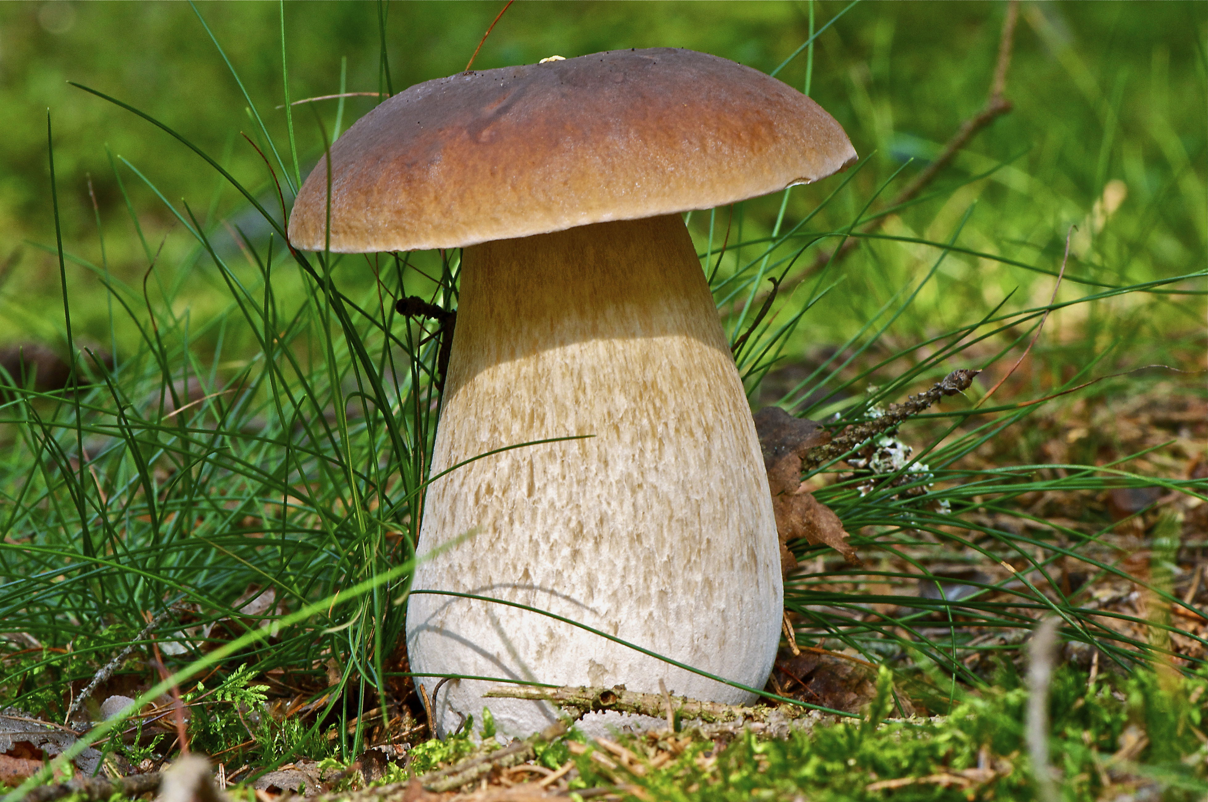 Где и какие грибы собирать в Подмосковье