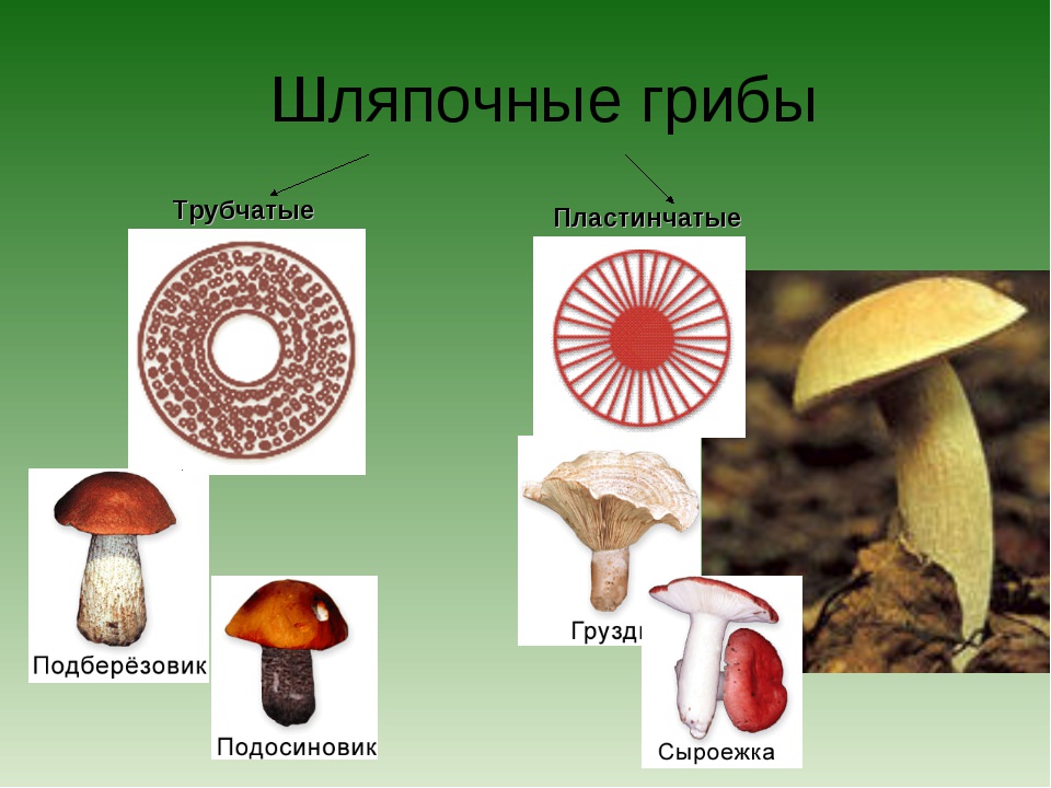 Голосеменные шляпочные грибы примеры. Шляпочные грибы трубчатые и пластинчатые. Шляпочные трубчатые. Подберёзовик трубчатый или пластинчатый гриб. Шляпочные грибы виды трубчатые.