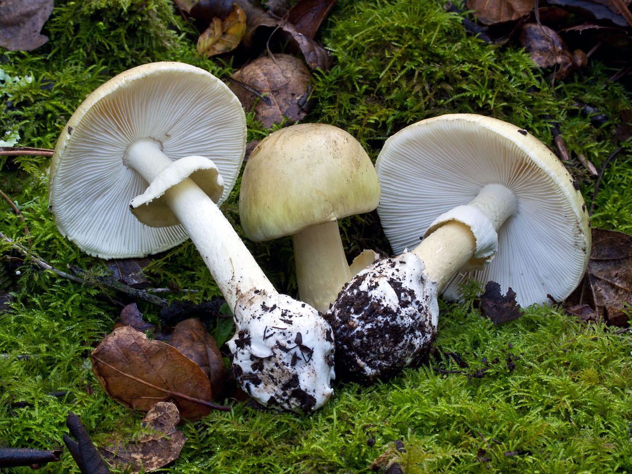 Многообразие шляпочных грибов: особенности и описание