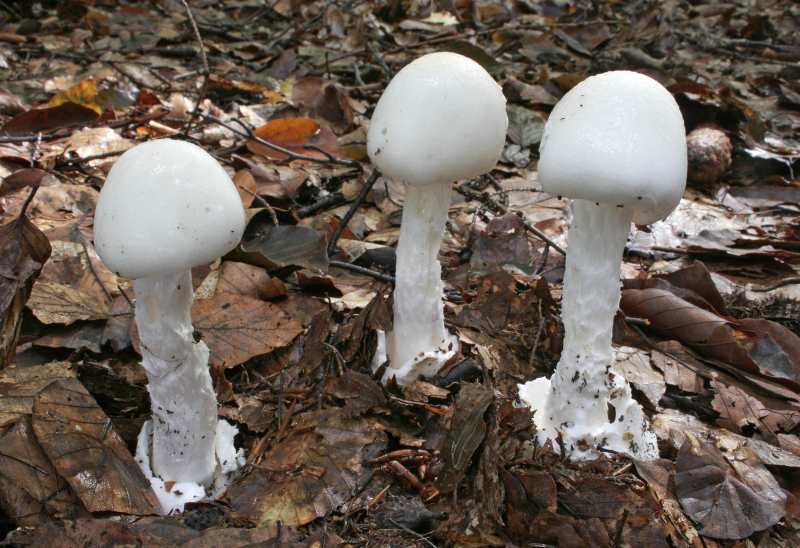 Многообразие шляпочных грибов: особенности и описание