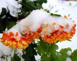 Правила ухода за хризантемами осенью и подготовка к зиме