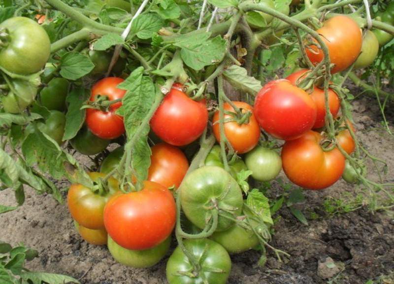Крупноплодные томаты: лучшие сорта для выращивания в открытом грунте