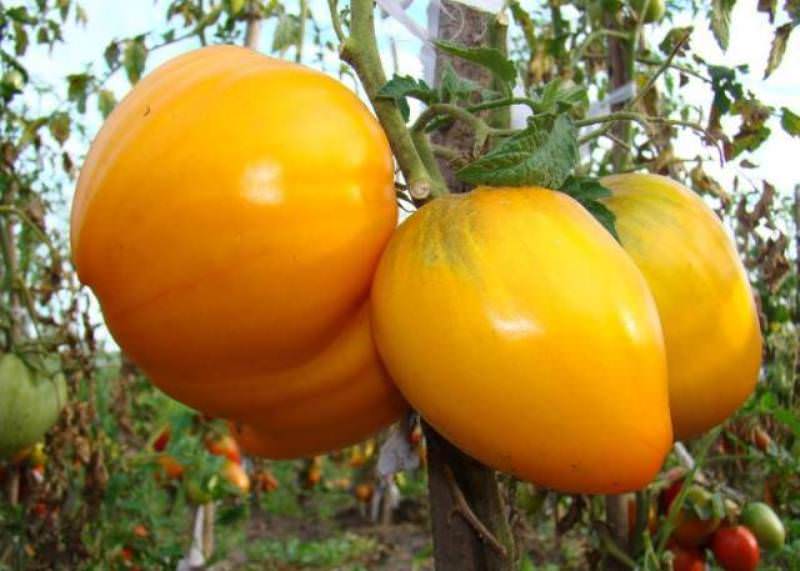 Крупноплодные томаты: лучшие сорта для выращивания в открытом грунте